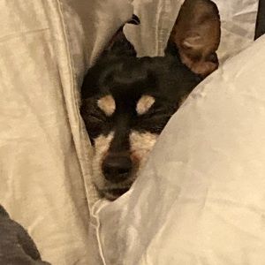 Meet your Posher, Allison